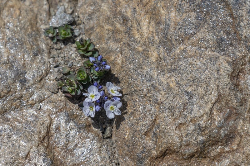 Veronica telephiifolia subsp. glareosa photo 2