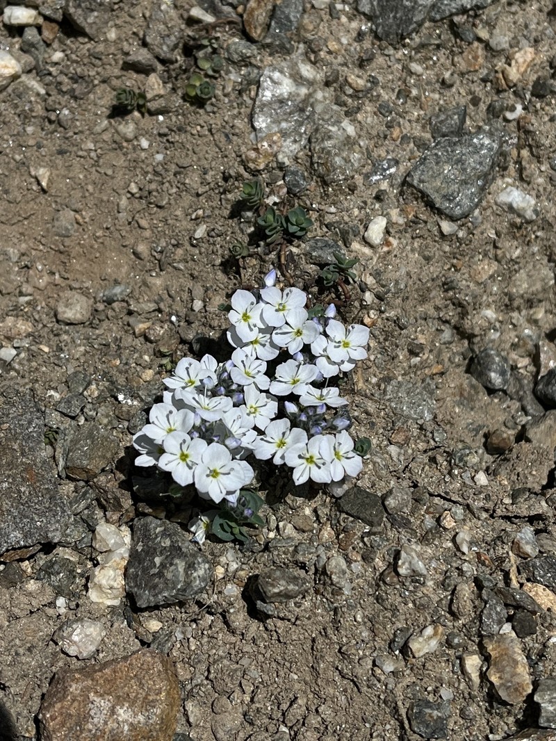 Veronica telephiifolia subsp. glareosa photo 4
