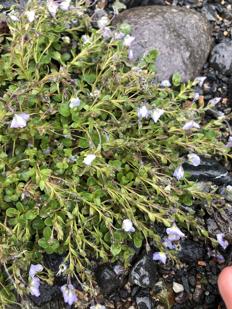 Veronica telephiifolia subsp. telephiifolia