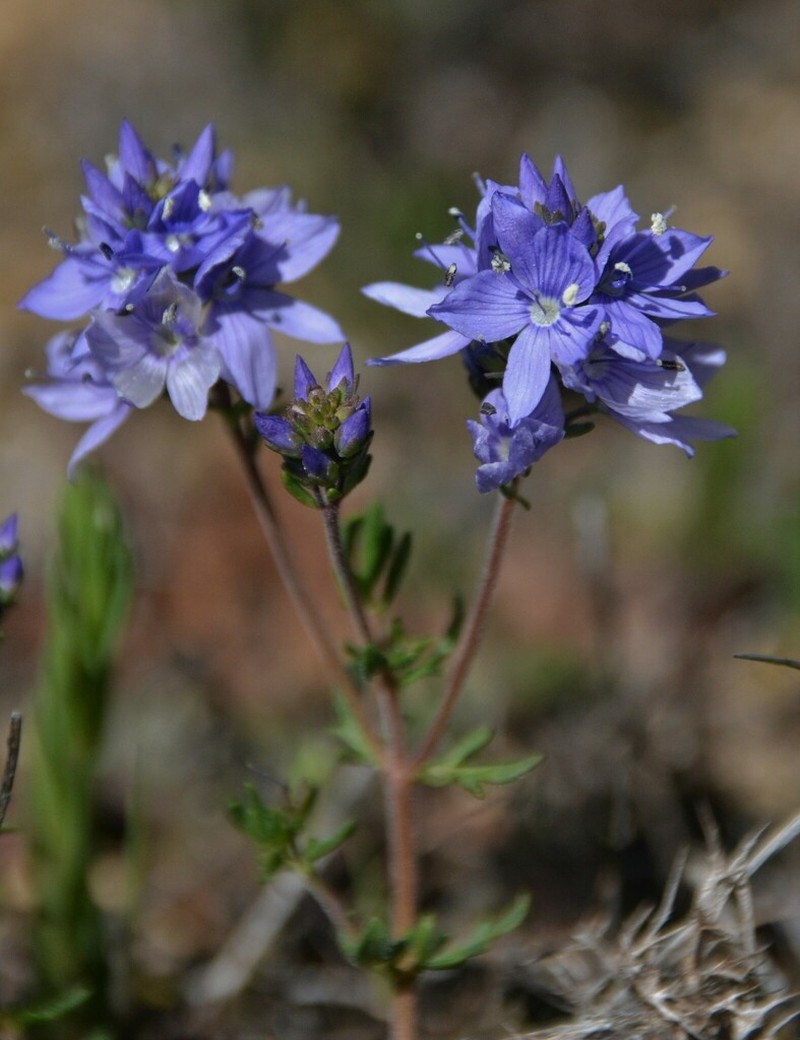 Veronica tenuifolia