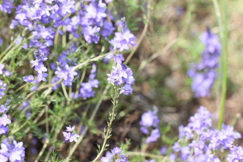 Veronica tenuifolia photo 2
