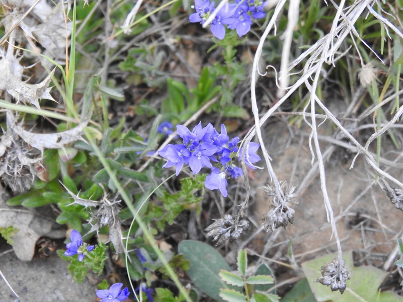 Veronica tenuifolia photo 3