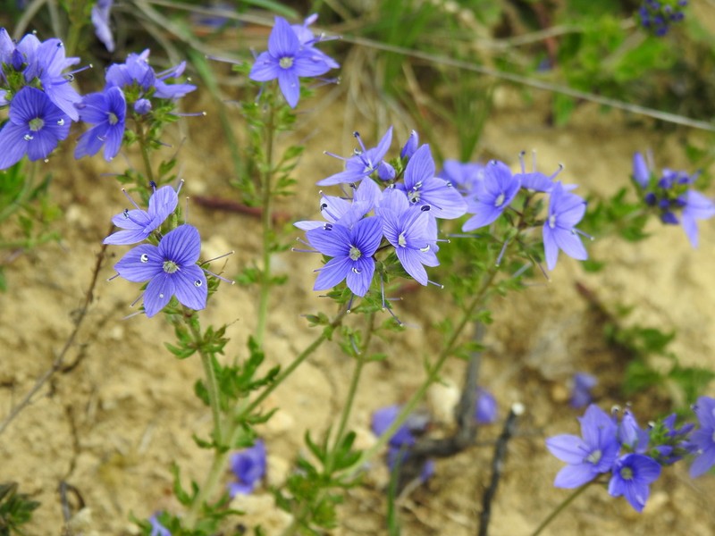 Veronica tenuifolia photo 4