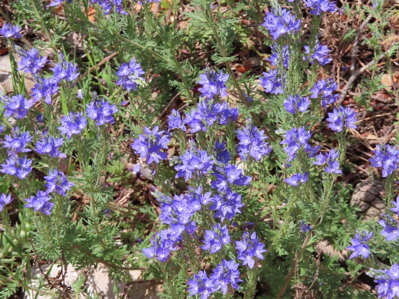 Veronica tenuifolia photo 5