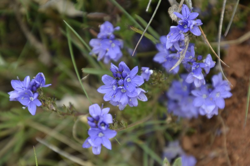 Veronica tenuifolia photo 6