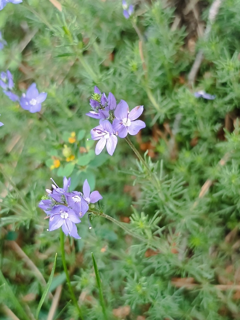 Veronica tenuifolia photo 7