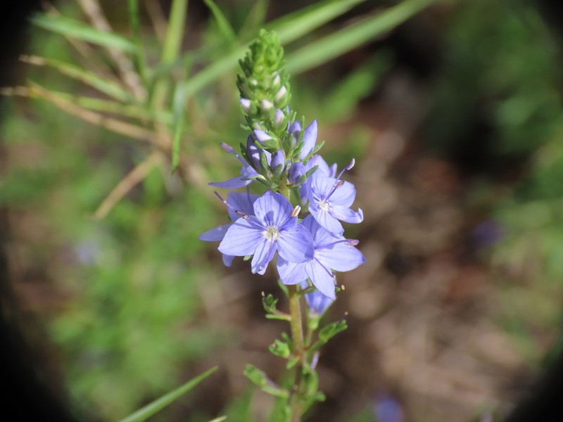 Veronica tenuifolia photo 8