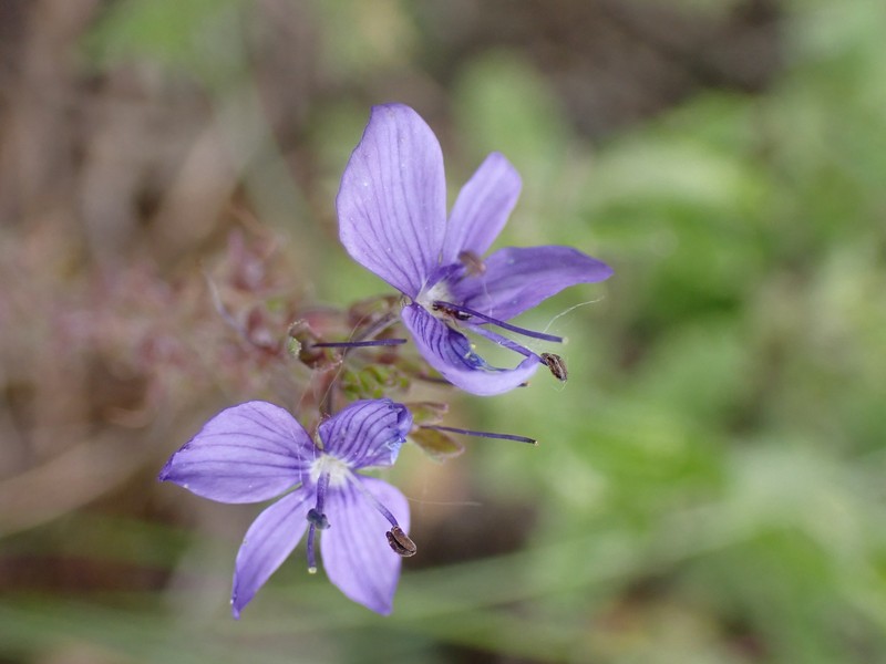 Veronica tenuifolia subsp. javalambrensis