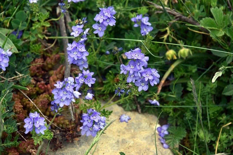 Veronica tenuifolia subsp. javalambrensis photo 2