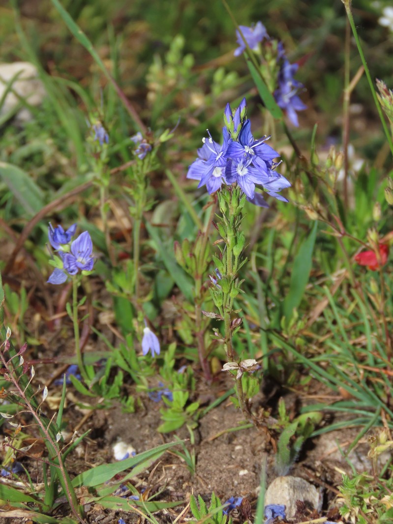 Veronica tenuifolia subsp. javalambrensis photo 3