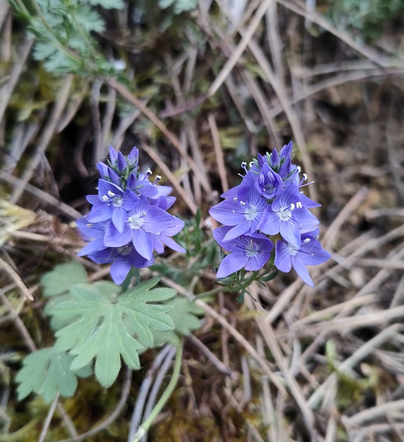 Veronica tenuifolia subsp. javalambrensis photo 4