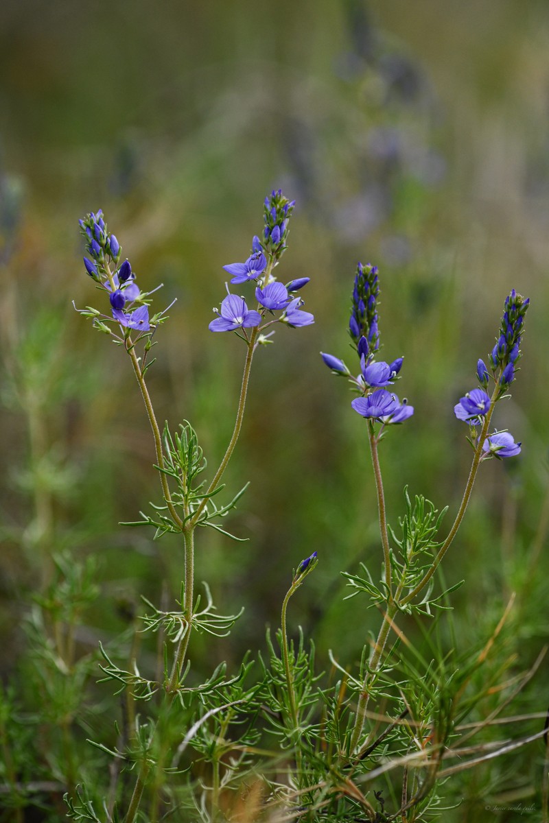 Veronica tenuifolia subsp. tenuifolia