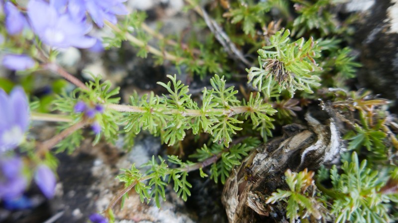 Veronica tenuifolia subsp. tenuifolia photo 2