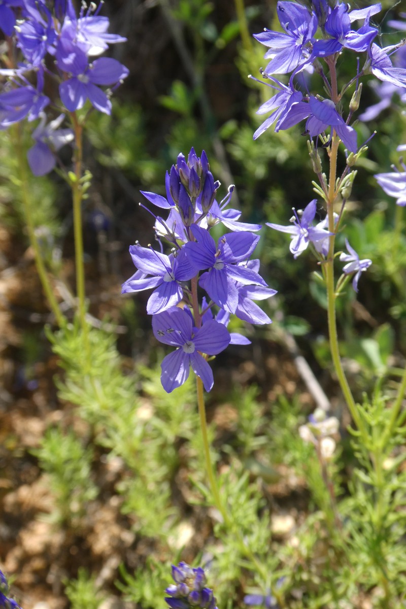 Veronica tenuifolia subsp. tenuifolia photo 3