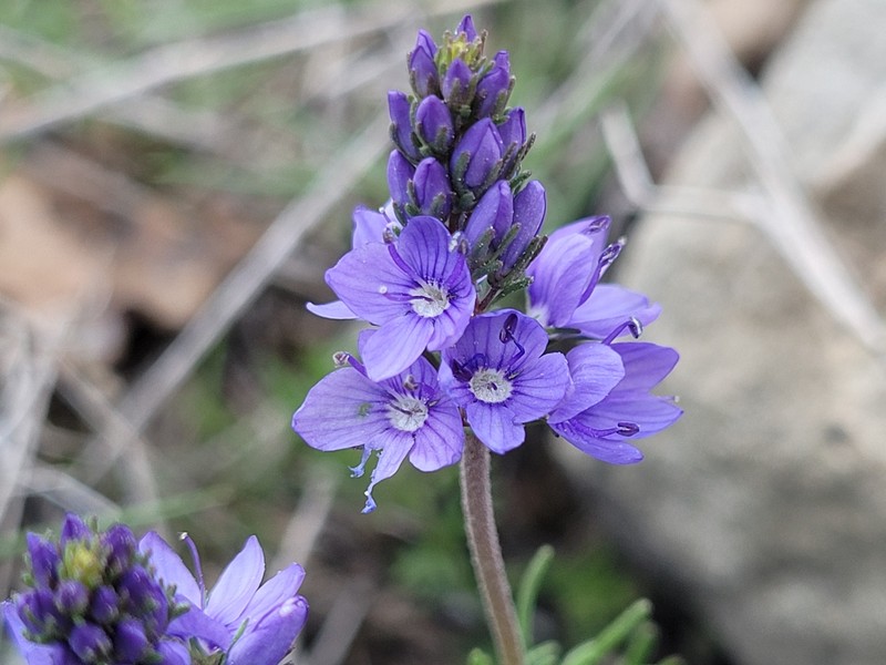 Veronica tenuifolia subsp. tenuifolia photo 4