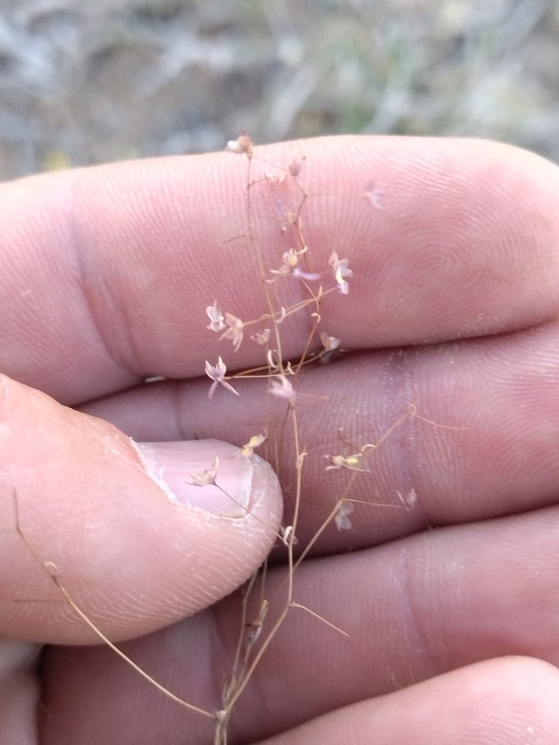 Veronica tenuissima
