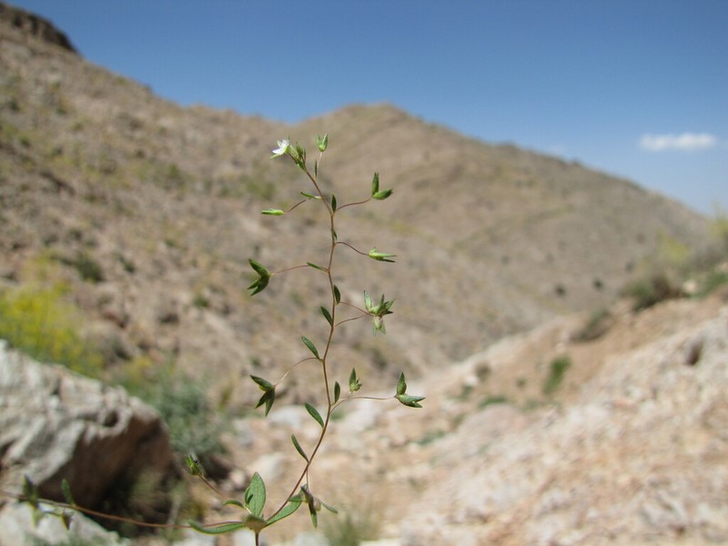 Veronica tenuissima photo 4
