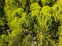Veronica tetragona