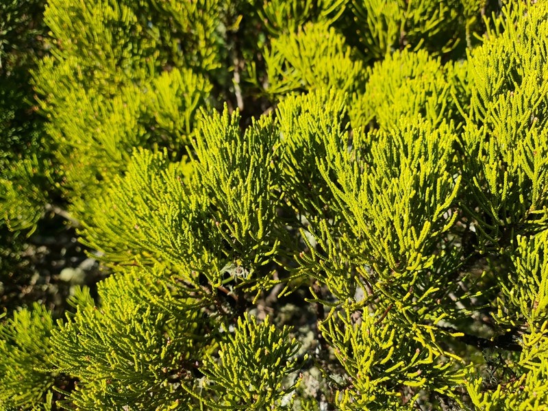 Veronica tetragona