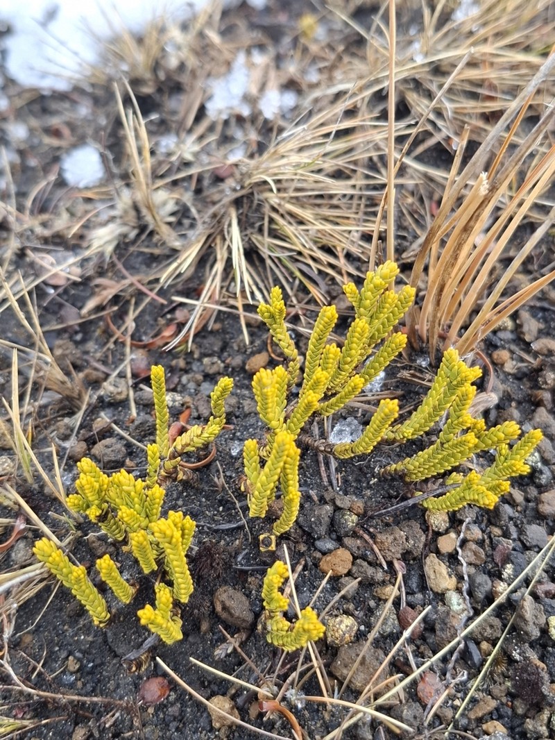 Veronica tetragona photo 2