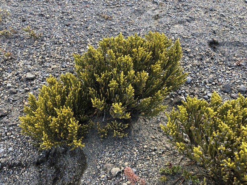 Veronica tetragona photo 3