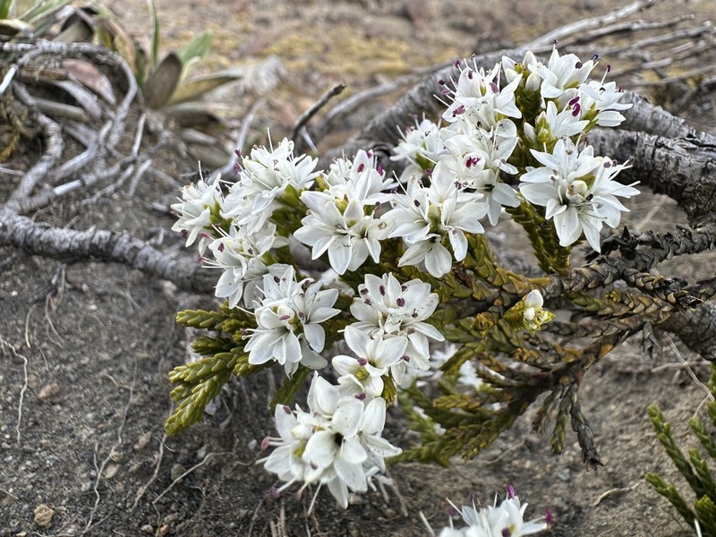 Veronica tetragona photo 4
