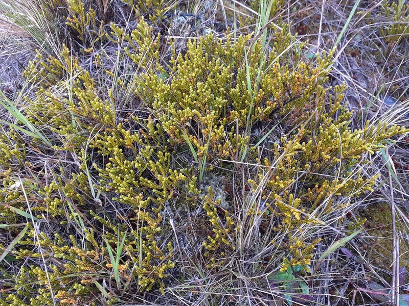 Veronica tetragona photo 5