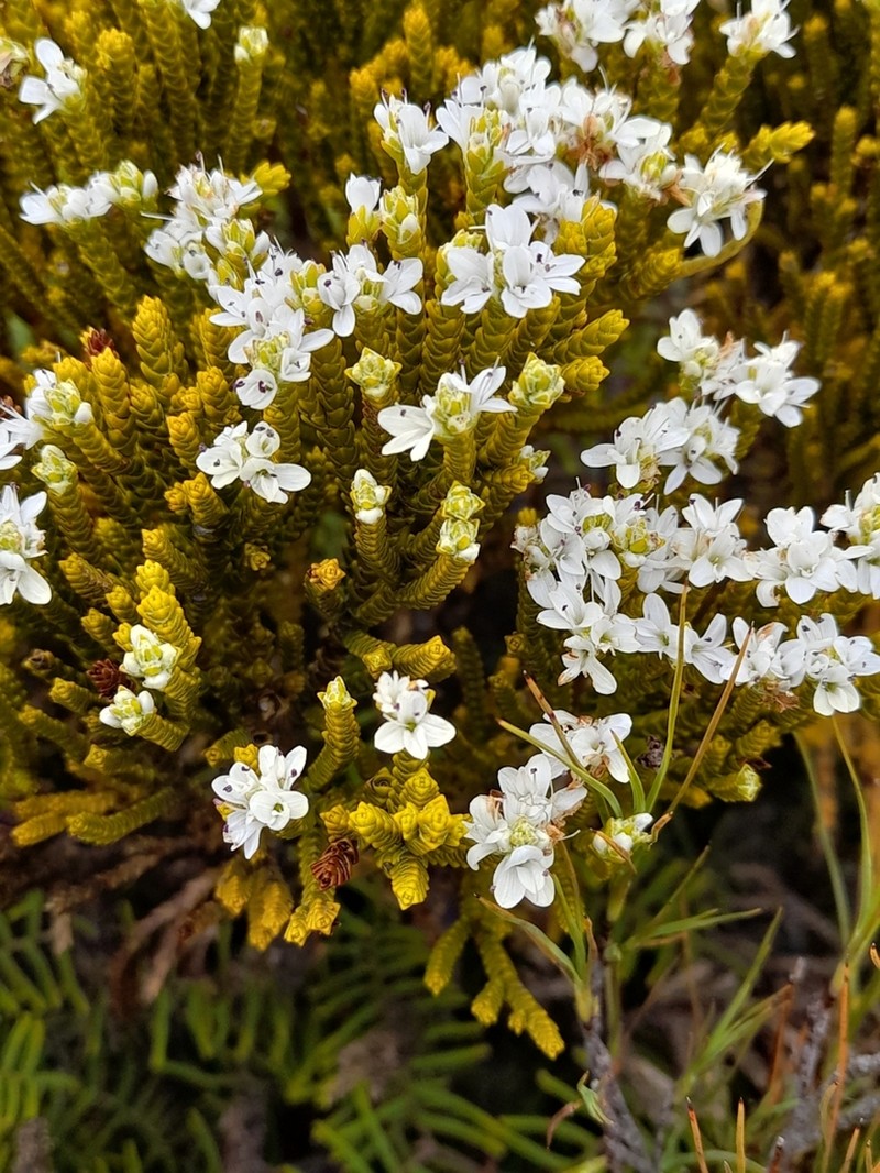 Veronica tetragona photo 7