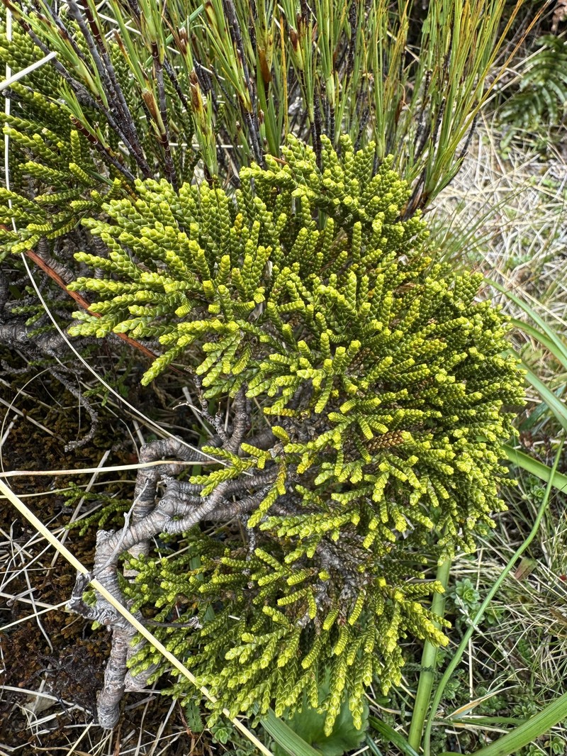 Veronica tetragona subsp. subsimilis