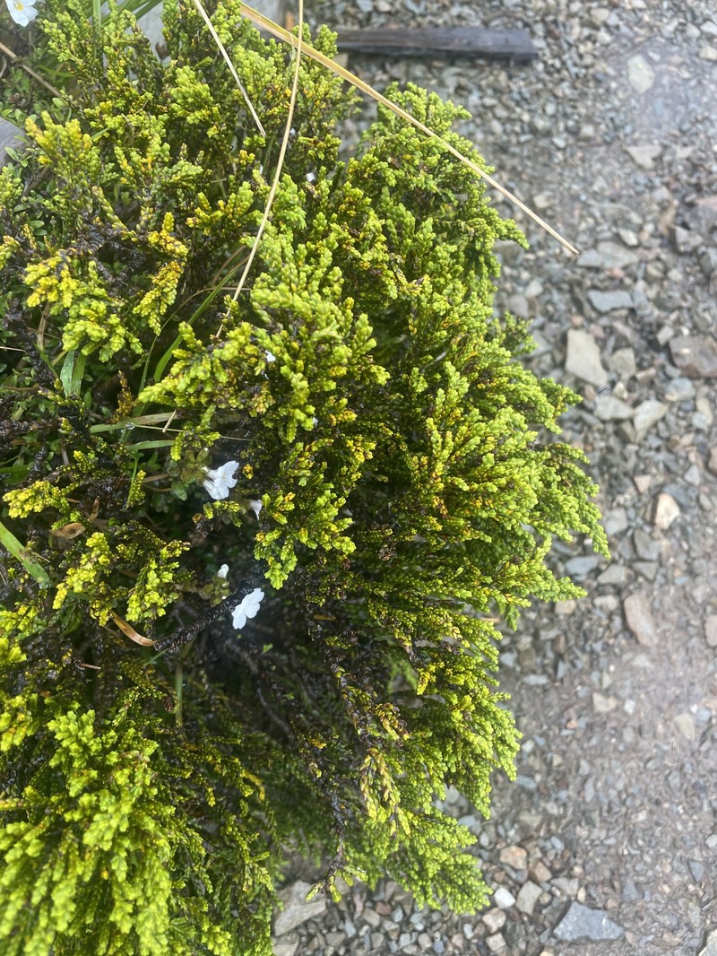 Veronica tetragona subsp. subsimilis photo 2