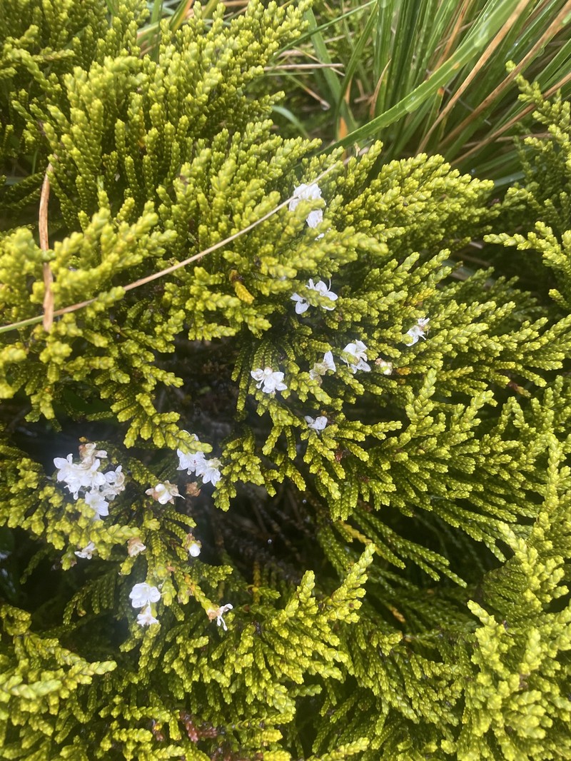 Veronica tetragona subsp. subsimilis photo 3