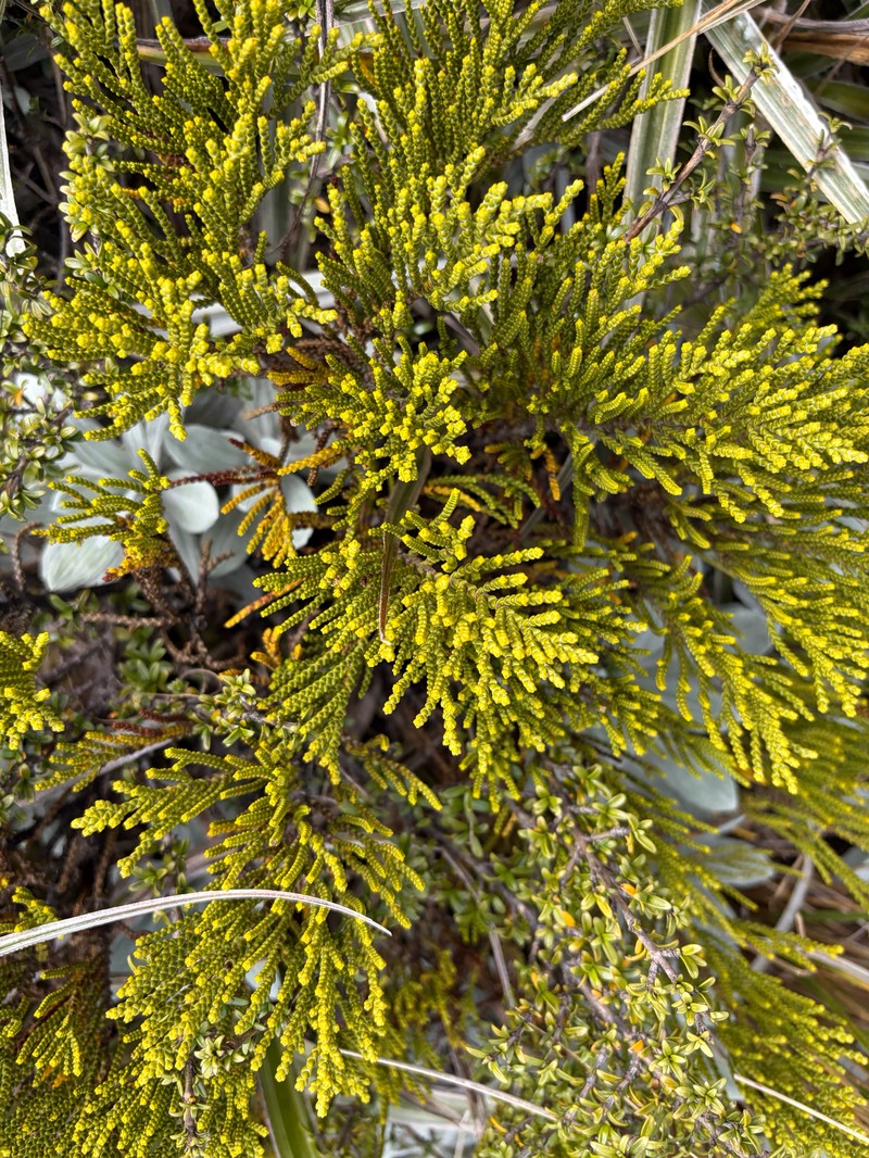 Veronica tetragona subsp. subsimilis photo 4