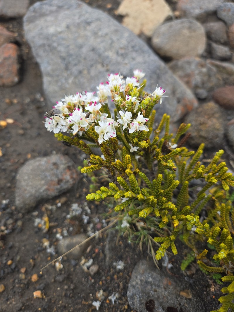 Veronica tetragona subsp. tetragona