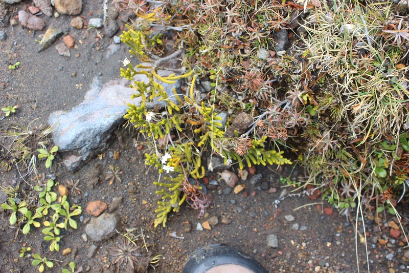 Veronica tetragona subsp. tetragona photo 3