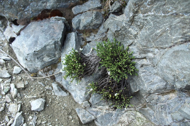 Veronica tetrasticha