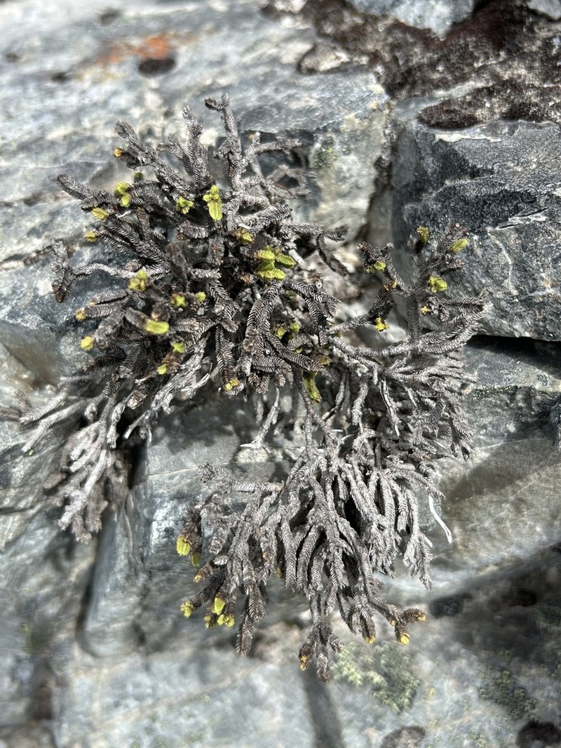 Veronica tetrasticha photo 2