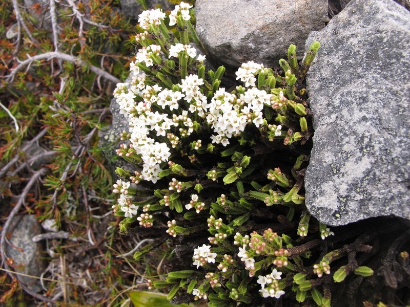 Veronica tetrasticha photo 3