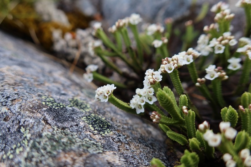 Veronica tetrasticha photo 5