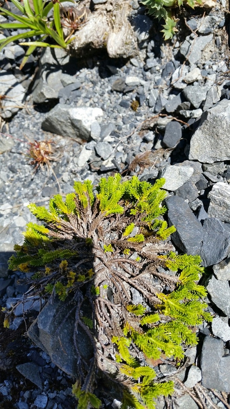 Veronica tetrasticha photo 6