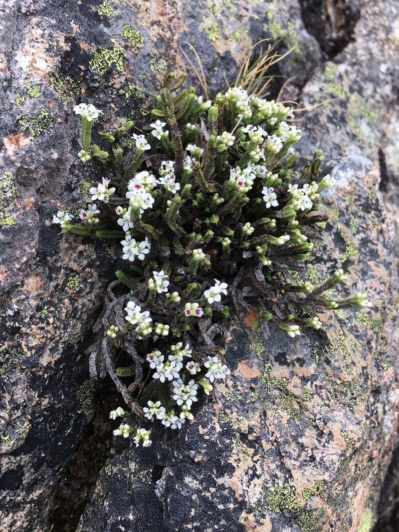 Veronica tetrasticha photo 7