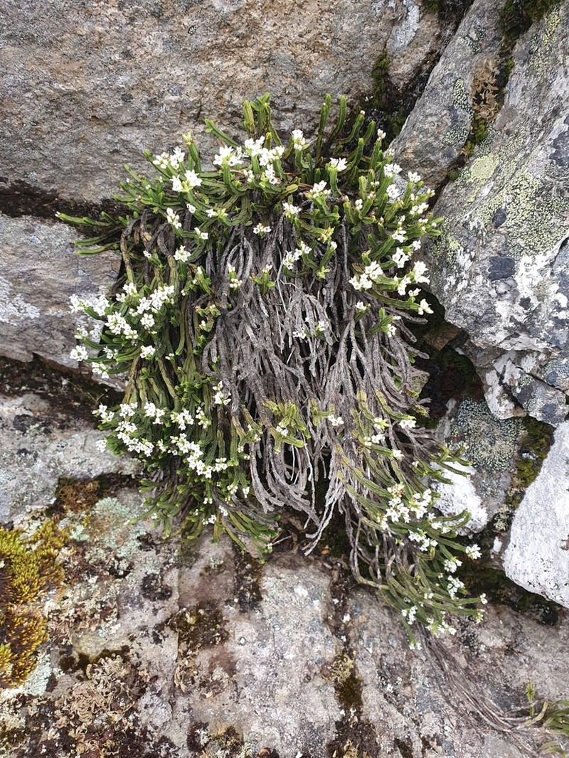 Veronica tetrasticha photo 8