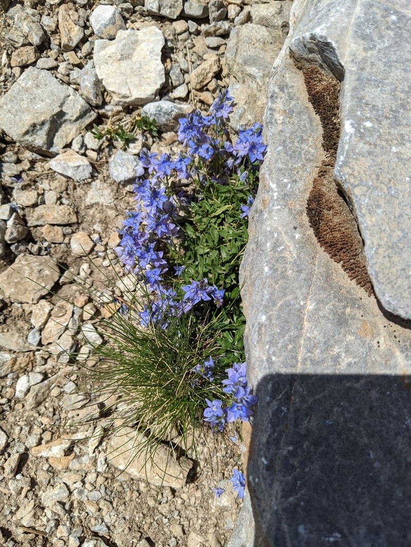 Veronica teucrioides