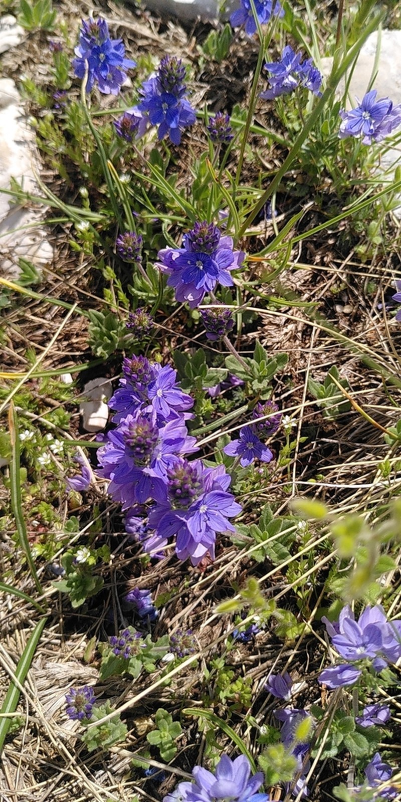 Veronica teucrioides photo 2