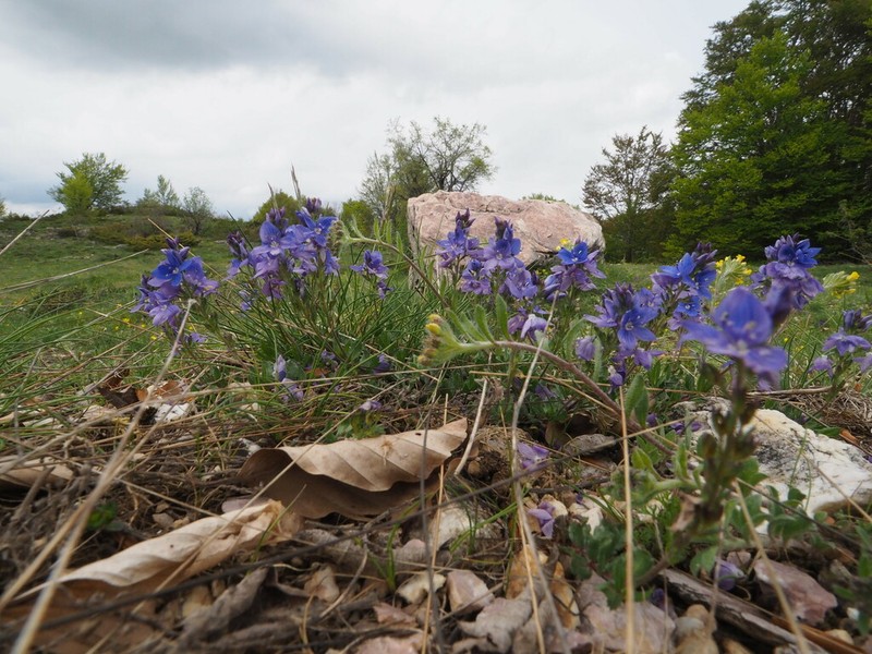 Veronica teucrioides photo 3