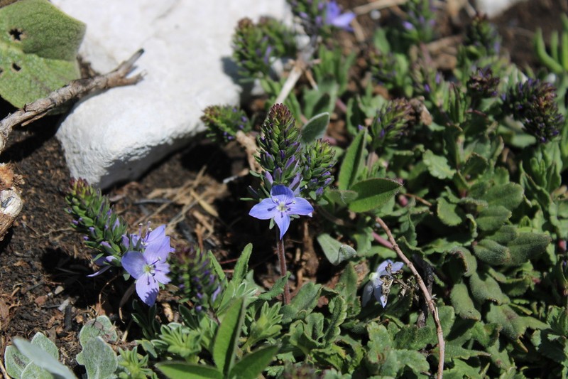 Veronica teucrioides photo 4