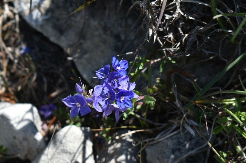 Veronica teucrioides photo 5