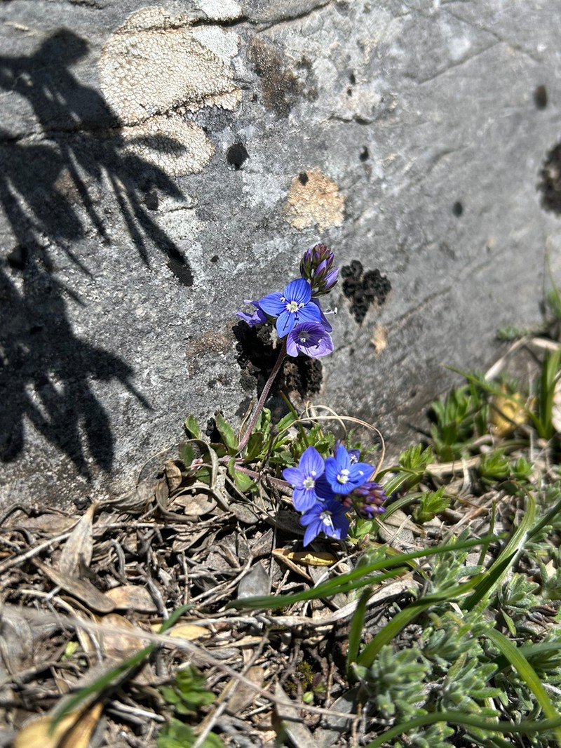 Veronica teucrioides photo 6