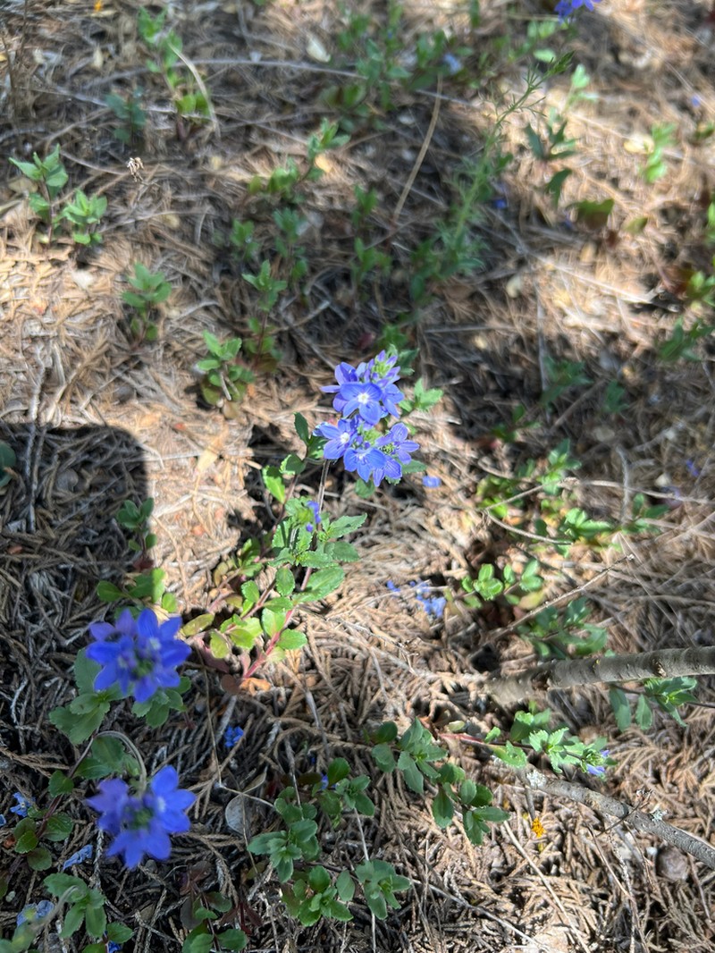 Veronica teucrioides photo 8
