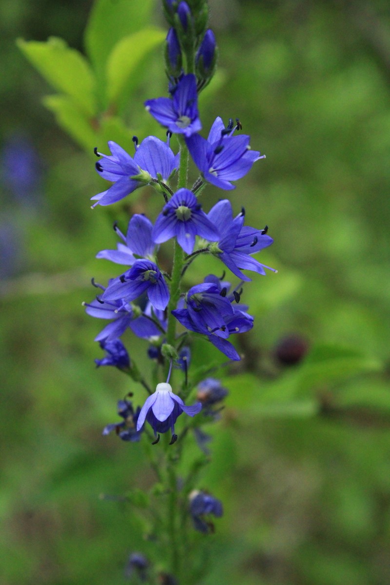 Veronica teucrium