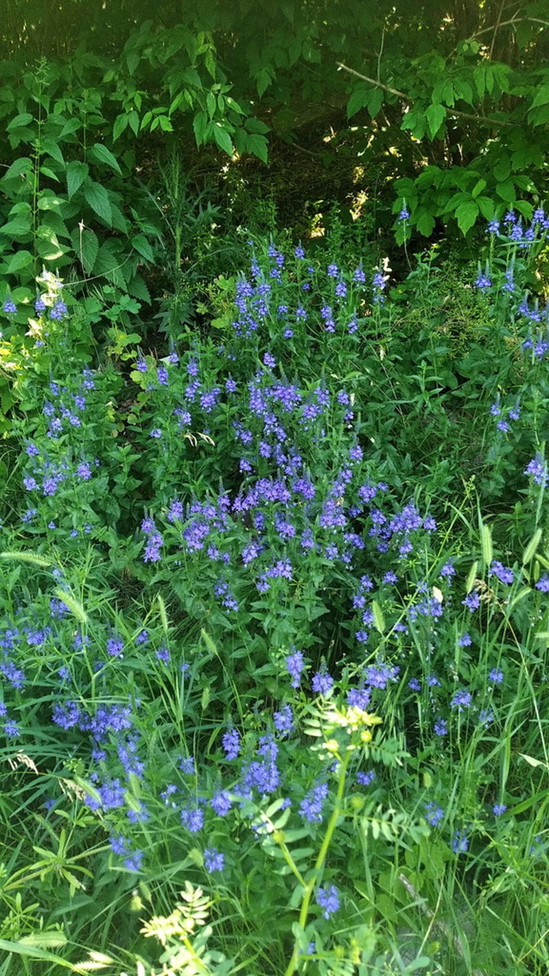 Veronica teucrium photo 2